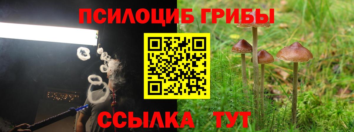 Псилоцибиновые грибы Psilocybe  Вход с VPN  Псилоцибиновые грибы прущие грибы  Ступино 